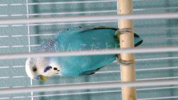 保護鳥の写真