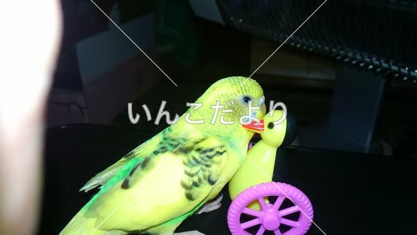 迷い鳥の写真