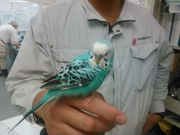 保護鳥の写真