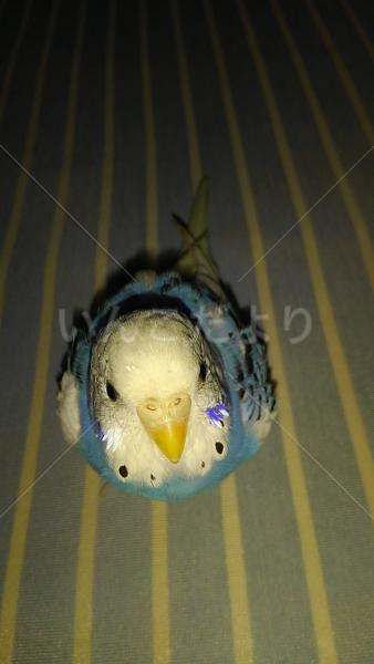 迷い鳥の写真
