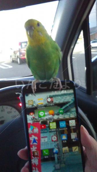 迷い鳥の写真