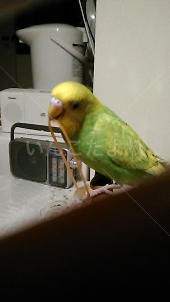 迷い鳥の写真
