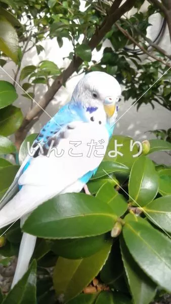 保護鳥の写真