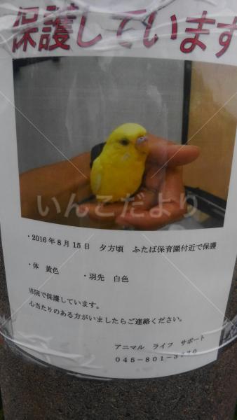 保護鳥の写真