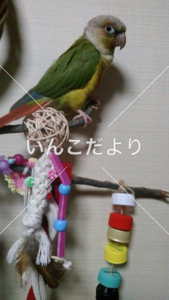 迷い鳥の写真