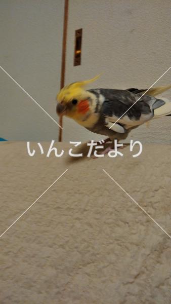 迷い鳥の写真
