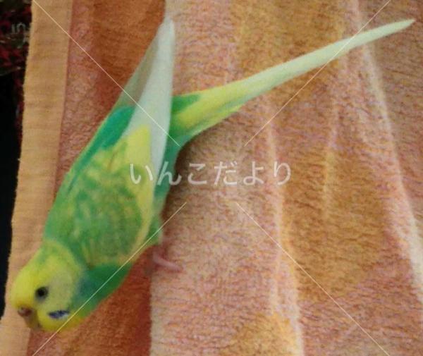 迷い鳥の写真