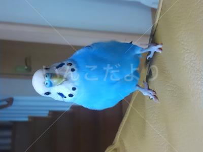 保護鳥の写真