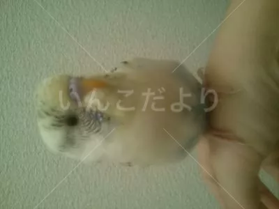 保護鳥の写真