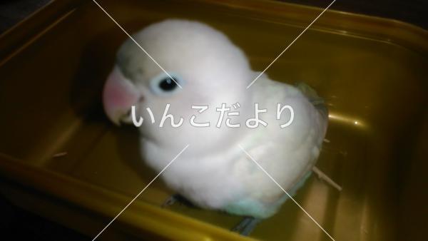 迷い鳥の写真