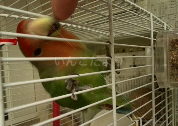 保護鳥の写真