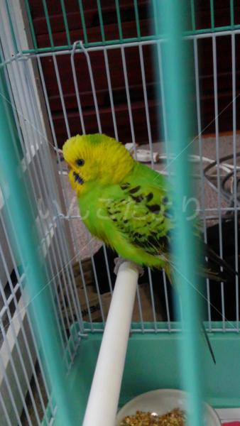 保護鳥の写真