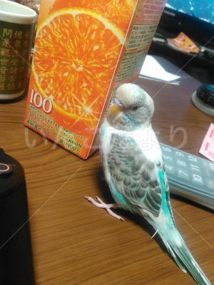 迷い鳥の写真