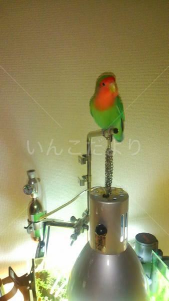 迷い鳥の写真