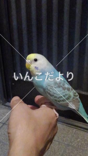 迷い鳥の写真