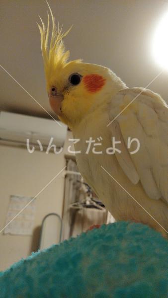 迷い鳥の写真