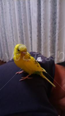 保護鳥の写真