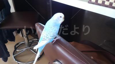 迷い鳥の写真