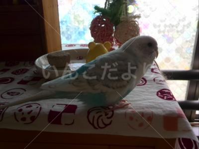 迷い鳥の写真
