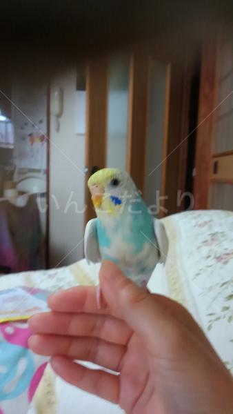 迷い鳥の写真