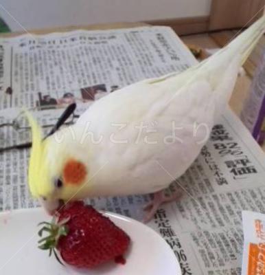 迷い鳥の写真