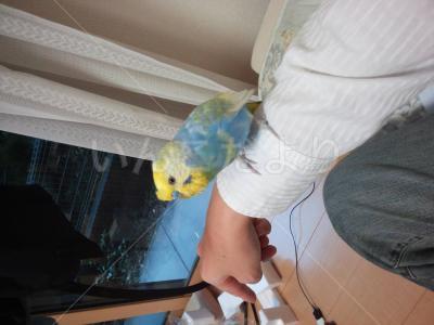 保護鳥の写真