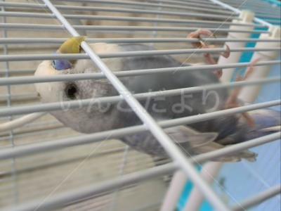 保護鳥の写真