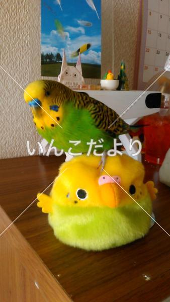 迷い鳥の写真