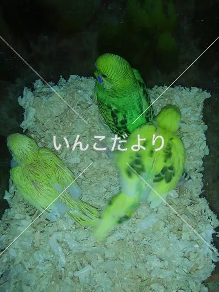 迷い鳥の写真