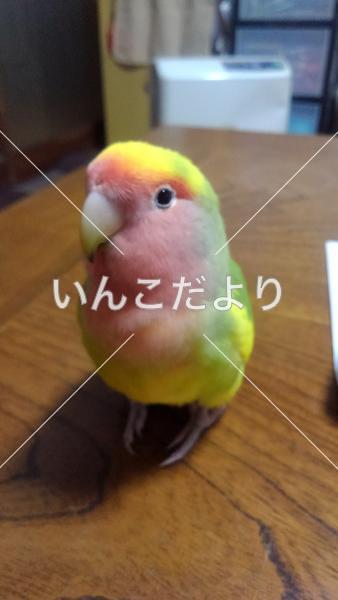 迷い鳥の写真