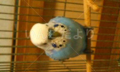 保護鳥の写真