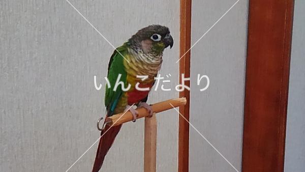 迷い鳥の写真