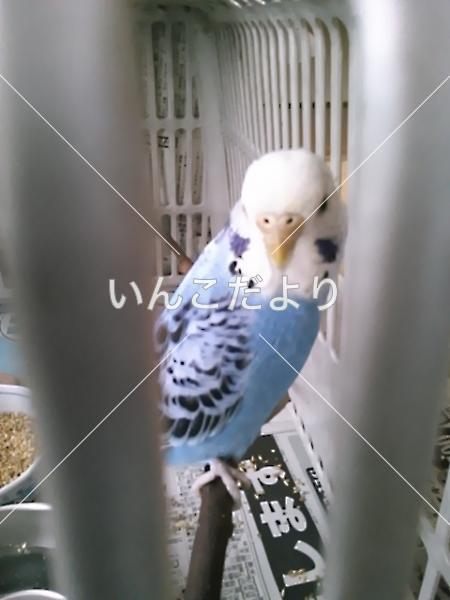 保護鳥の写真
