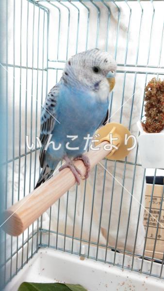 保護鳥の写真