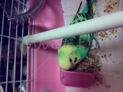 保護鳥の写真