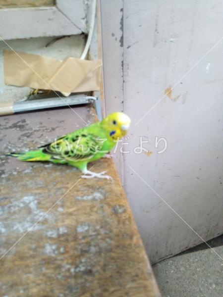 保護鳥の写真