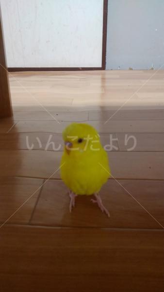 迷い鳥の写真