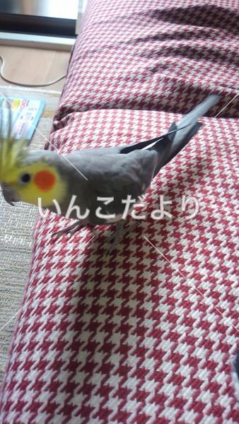 迷い鳥の写真
