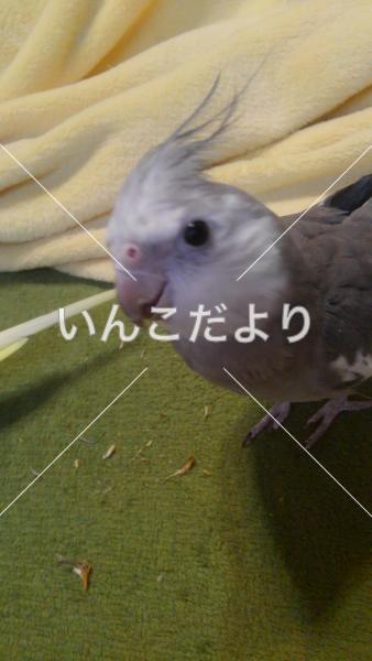 迷い鳥の写真