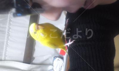 迷い鳥の写真