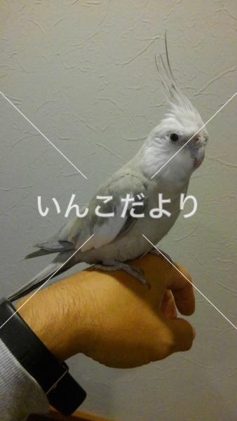 迷い鳥の写真