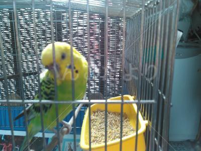 保護鳥の写真