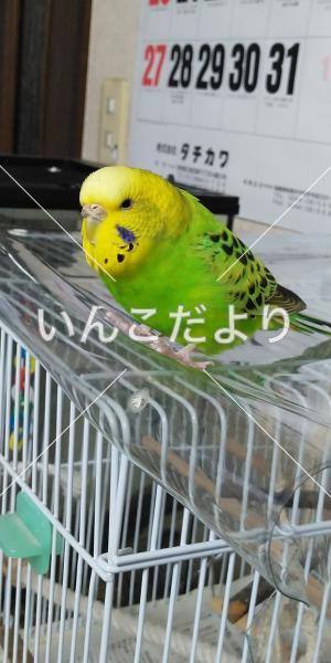 迷い鳥の写真