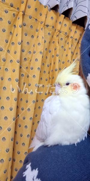 迷い鳥の写真