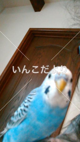 迷い鳥の写真
