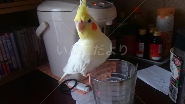迷い鳥の写真