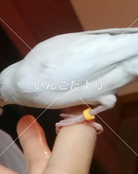 迷い鳥の写真