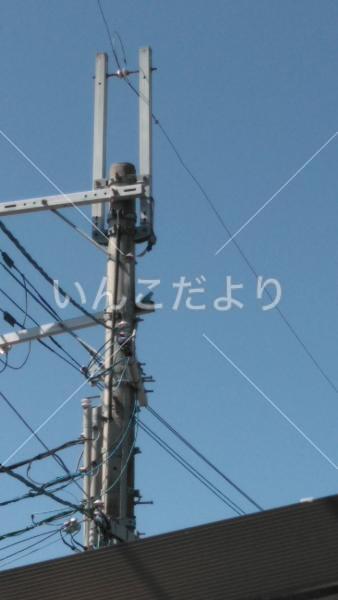 保護鳥の写真