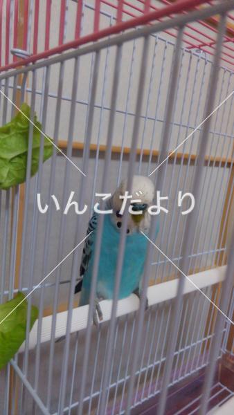 保護鳥の写真
