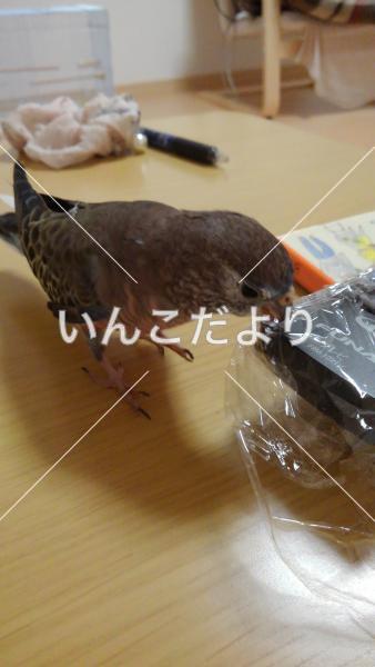 迷い鳥の写真